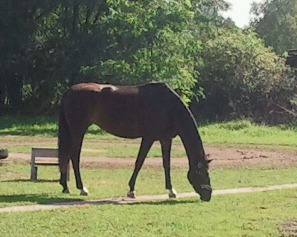 dressage horse Donna Lady 7 (German Warmblood, 2003, from Donnersmarck)