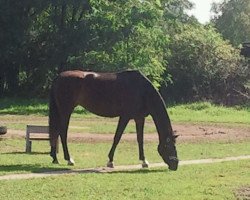 dressage horse Donna Lady 7 (German Warmblood, 2003, from Donnersmarck)
