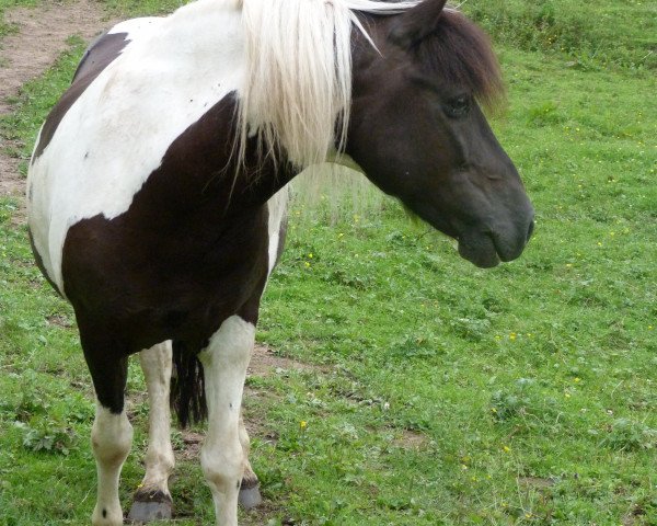 stallion Santa Claus (Lewitzer, 2002, from Satan VIII 464) stallion Santa Claus (Lewitzer, 2002, from Satan VIII 464)