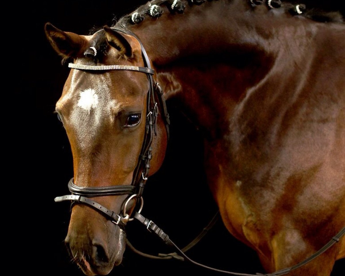 dressage horse Cool Jumper MG (German Riding Pony, 2008, from Cool Dancer)