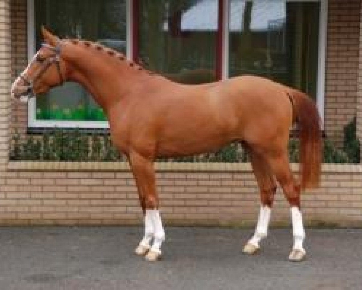 Deckhengst Kamaro van Orchid's (Nederlands Rijpaarden en Pony, 2003, von Kanshebber)