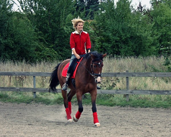 dressage horse Ramiro (Zweibrücken, 2007, from Ragtime)