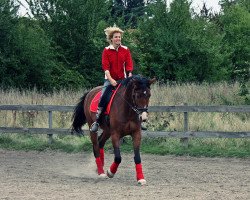 dressage horse Ramiro (Zweibrücken, 2007, from Ragtime)