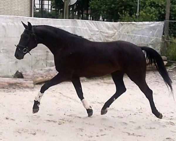 Pferd Wallach von Don Crusador (Hannoveraner, 2011, von Don Crusador)