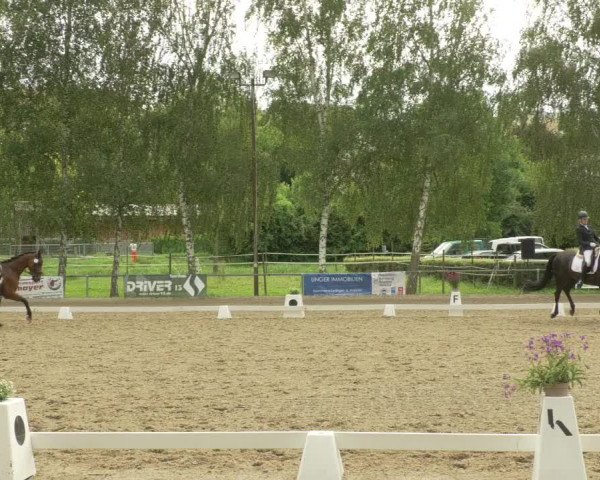 Dressurturnier Königsbach 2021