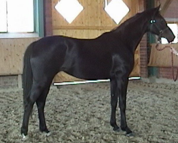 broodmare Spectacular (Oldenburg, 2005, from Sir Donnerhall I) broodmare Spectacular (Oldenburg, 2005, from Sir Donnerhall I)