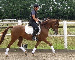 dressage horse Die Wahre Liebe (German Riding Pony, 2010, from Nobis 6)