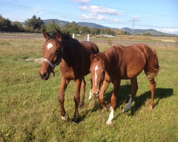 stallion Cicco (Holsteiner, 2013, from Ciacomo)