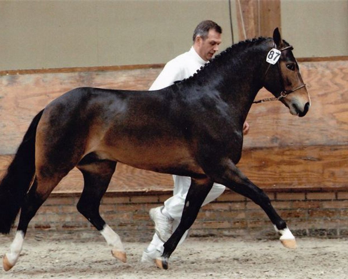 Deckhengst Paddington's O'Malley (New-Forest-Pony, 2001, von Marits Mistique)