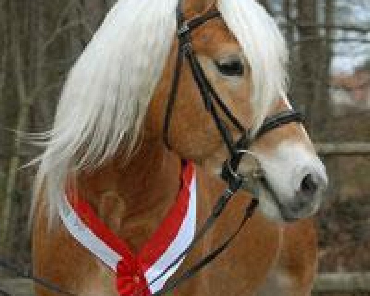 Stallone da monta Air Force II (Haflinger, 2007, di Allacher)