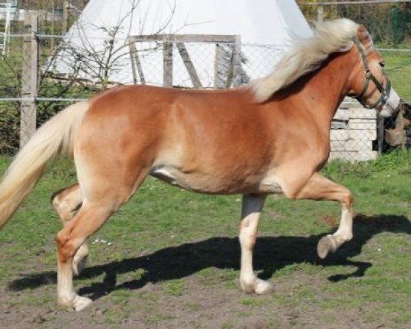 Zuchtstute Alme (Haflinger, 2011, von Aaron-B)