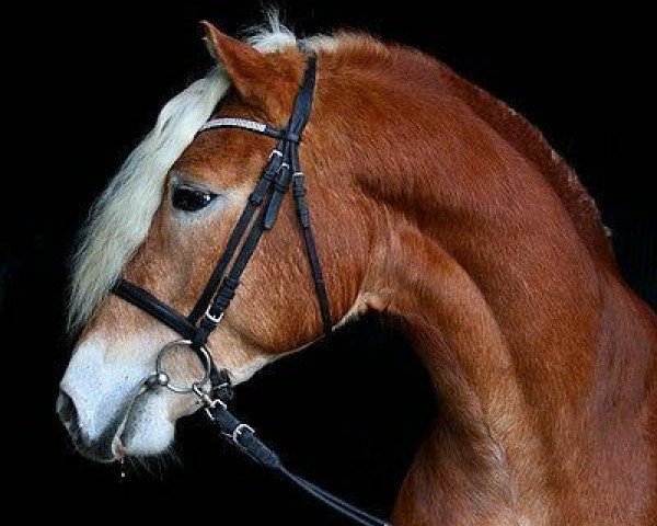 stallion Nathanel (Haflinger, 2009, from El.H. Notting Hill)
