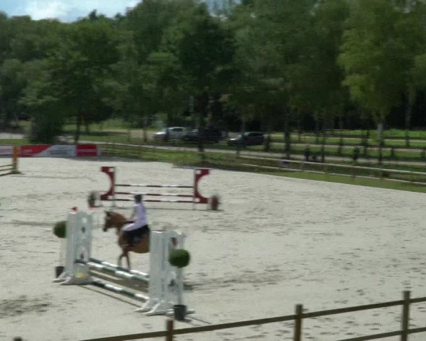 Reitturnier Westergellersen 2021