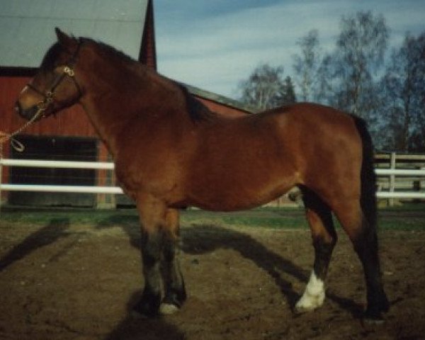 stallion Smedhults Cavat (New Forest Pony, 1971, from Merrie Master)