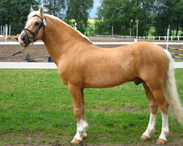 stallion Fredriksbergs Dizney (New Forest Pony, 1984, from Smedhults Cavat) stallion Fredriksbergs Dizney (New Forest Pony, 1984, from Smedhults Cavat)