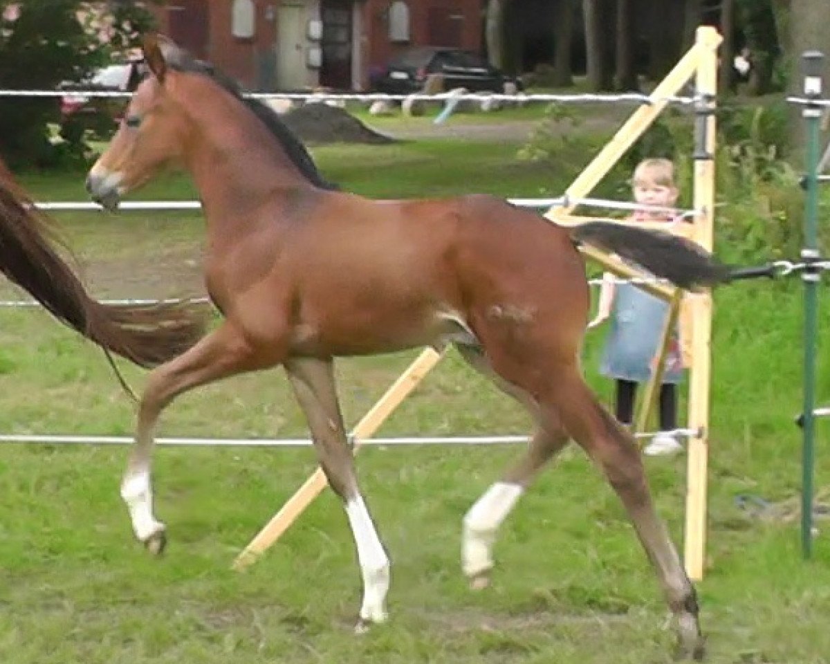 horse Bon Bonus (German Sport Horse, 2013, from Bon Bravour)