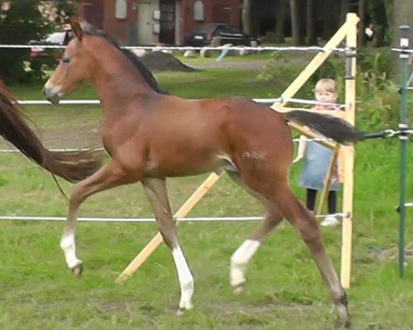 horse Bon Bonus (German Sport Horse, 2013, from Bon Bravour) horse Bon Bonus (German Sport Horse, 2013, from Bon Bravour)