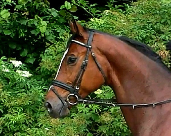 horse Wallach von Charming (Oldenburg, 2005, from Charming 8)