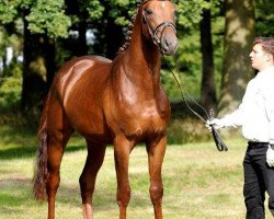 Deckhengst Timberland (Trakehner, 2012, von All Inclusive)