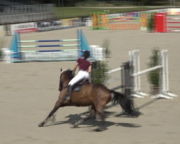 Reitturnier Westergellersen 2021