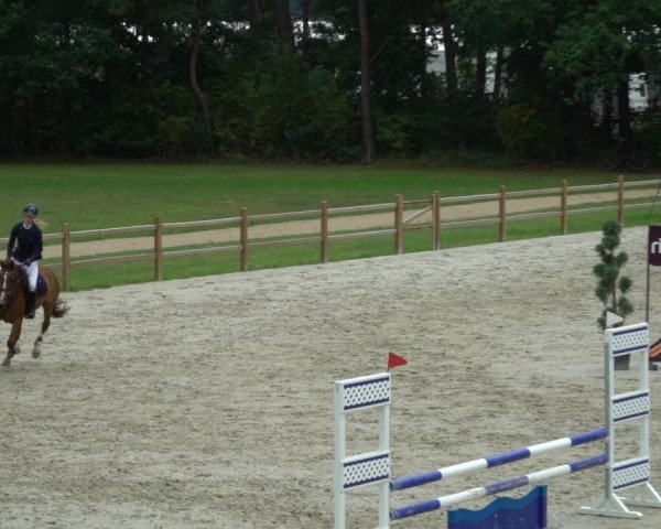 Reitturnier Westergellersen 2021