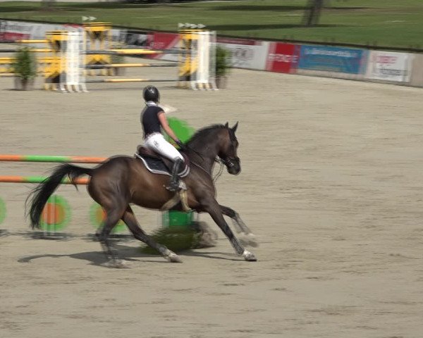 Reitturnier Westergellersen 2021