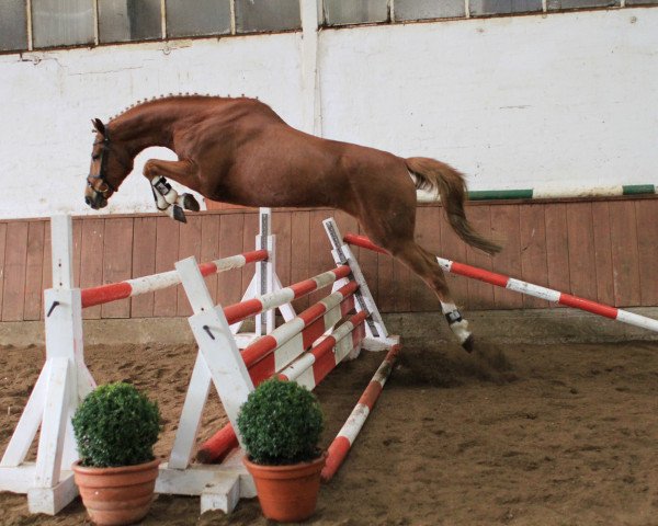 horse Stute von Valentino (Hanoverian, 2010, from Valentino) horse Stute von Valentino (Hanoverian, 2010, from Valentino)