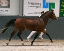 stallion Sulaatik's Classic Marmelade (New Forest Pony, 2005, from Wayland Cranberry)
