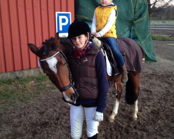 broodmare Naskana (German Riding Pony, 2002, from Navoy 2)