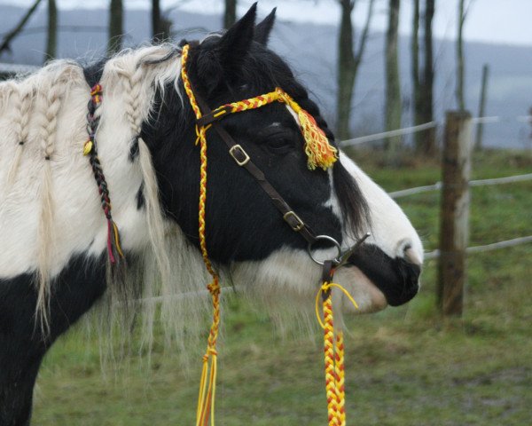 horse Cara (Tinker / Irish Cob / Gypsy Vanner, 2008, from Highlander)