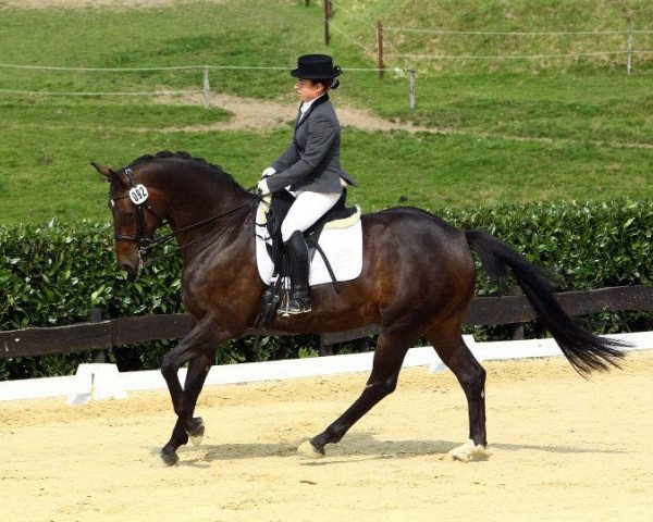 Pferd Deseo Moro (Hannoveraner, 1997, von Donnerschlag)