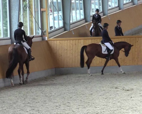 Reitturnier Münster-Amelsbüren 2021