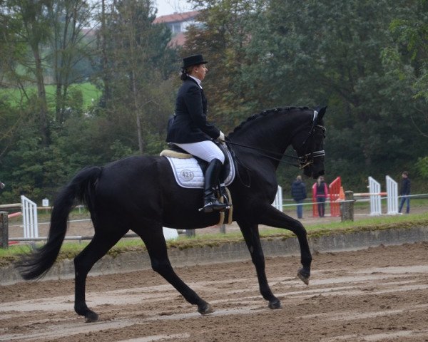dressage horse Royal Harry (Bavarian, 2002, from Royal Diamond) dressage horse Royal Harry (Bavarian, 2002, from Royal Diamond)