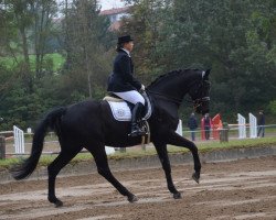 Dressurpferd Royal Harry (Bayer, 2002, von Royal Diamond)