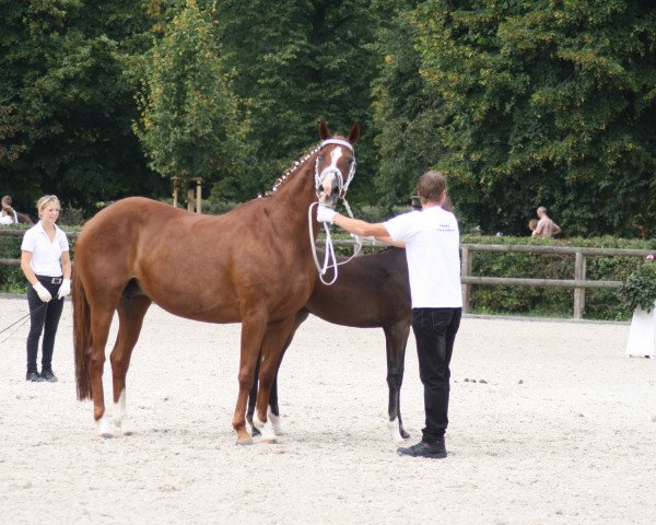 broodmare Brianna (Trakehner, 2005, from Maizauber)