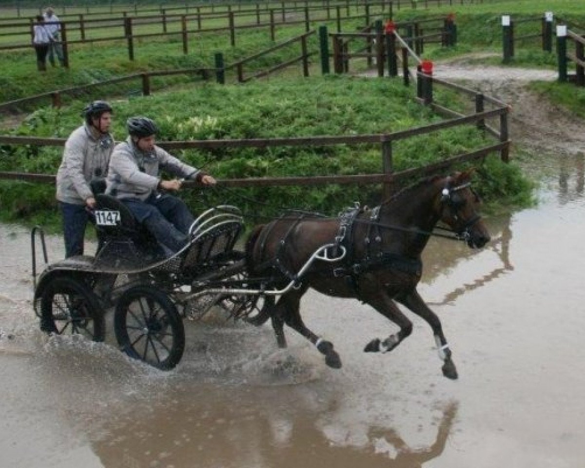 Kůň Brummerhoeve's Bernardo (Pony plemene New Forest, 2003, od Nieuwmoeds Patrick)