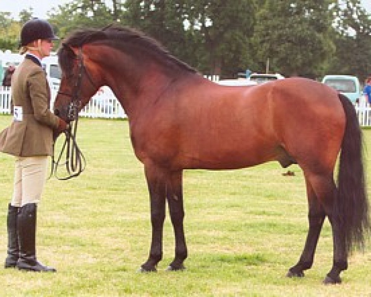 stallion Wayland Loganberry (New Forest Pony, 1999, from Wayland Cranberry)