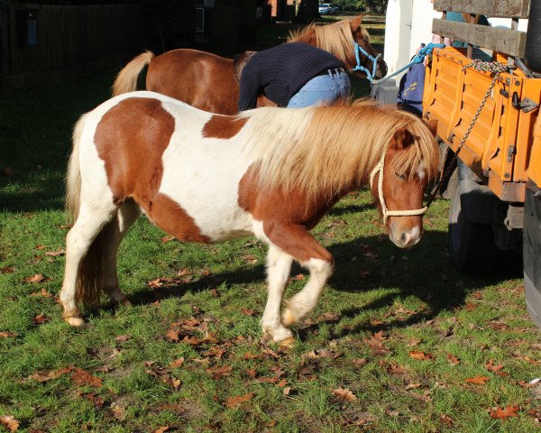 horse Philou (Dt.Part-bred Shetland pony, 2011, from Putz)