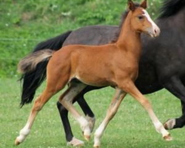 Deckhengst Westerveld's Hidde (New-Forest-Pony, 2013, von Reekamp's Slogan)