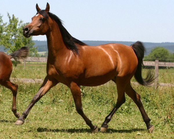 broodmare Shanah Halim EAO (Arabian purebred, 1996, from Dalia Halim EAO)