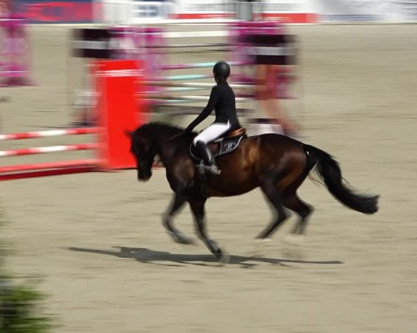 Reitturnier Westergellersen 2021