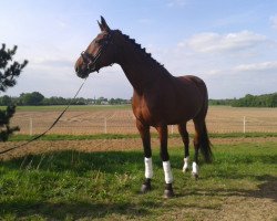 broodmare Steernken (Rhinelander, 2008, from Spielberg)