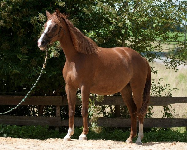 broodmare Rendezvous (Trakehner, 2003, from Münchhausen)