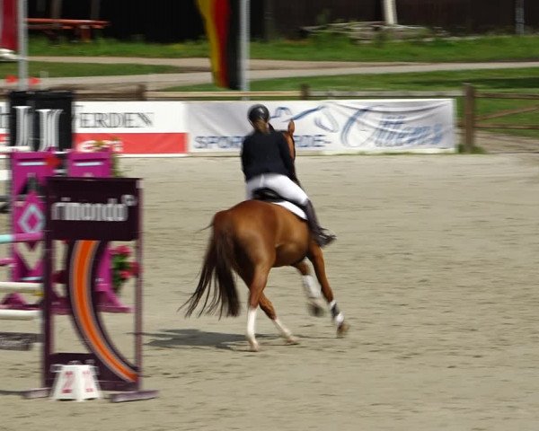 Reitturnier Westergellersen 2021