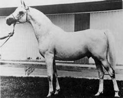 stallion Azraff 1949 ox (Arabian purebred, 1949, from Raffles ox)