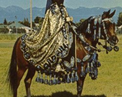 broodmare Jurneeka ox (Arabian purebred, 1958, from Fadjur ox)