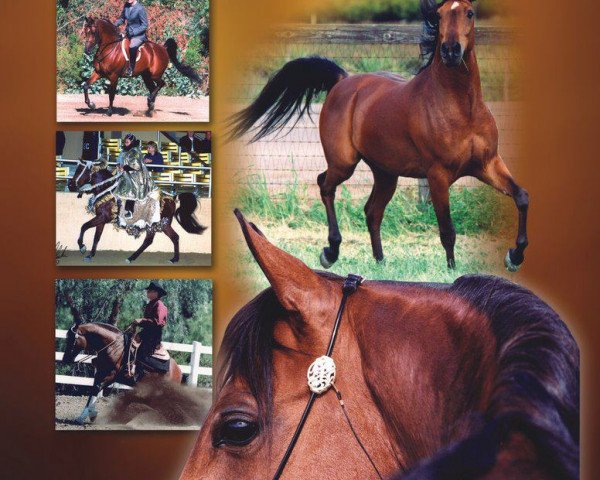 stallion Khornerstone ox (Arabian purebred, 1992, from Khemosabi ox)