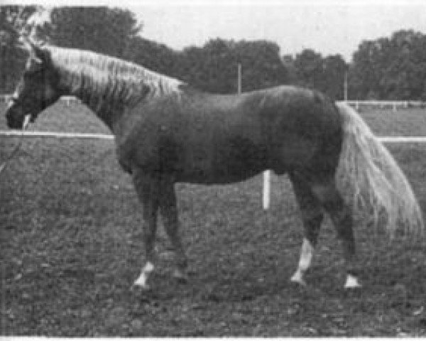 Deckhengst Notar 957 (Tschechisches Warmblut, 1965, von Alarm)