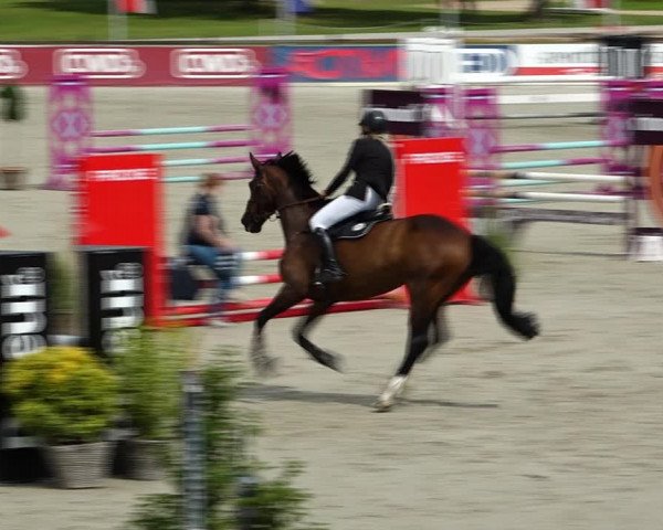 Reitturnier Westergellersen 2021