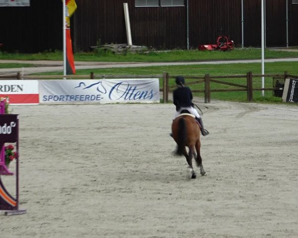 Reitturnier Westergellersen 2021